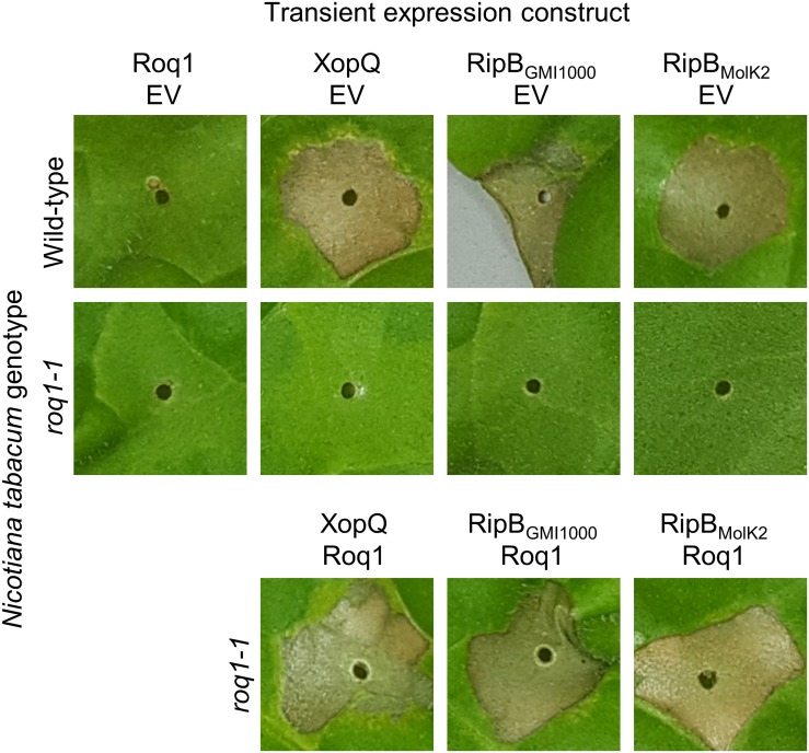 FIGURE 4