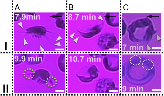 Fig. 6.