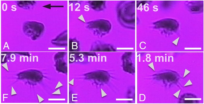 Fig. 5.