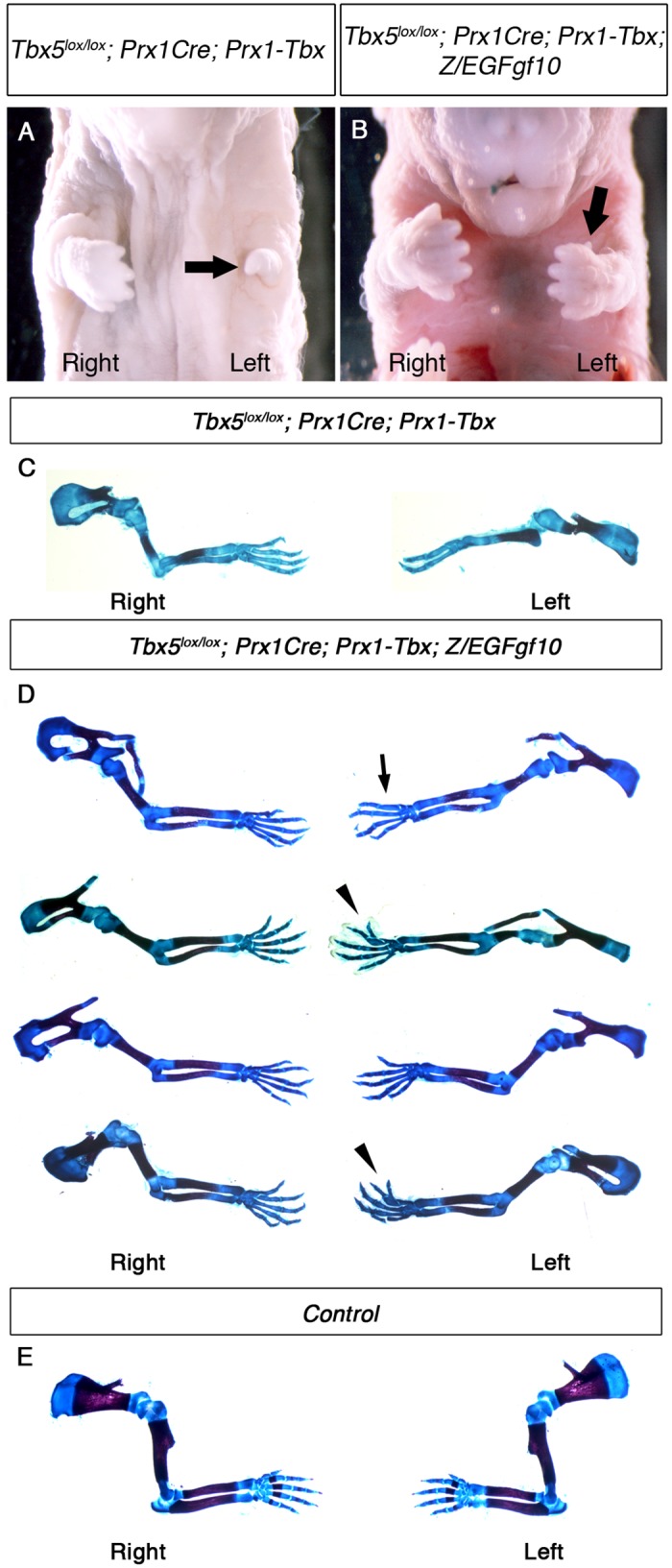 Fig 6