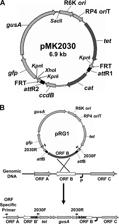 FIG. 1.