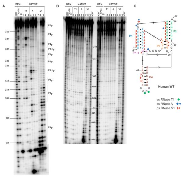 FIGURE 3