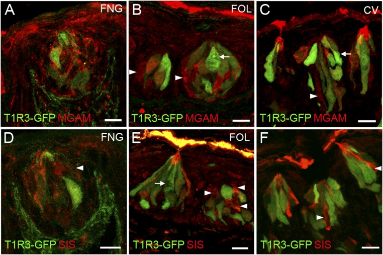 Fig. S5.