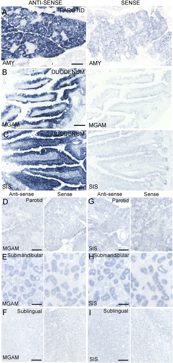 Fig. S1.