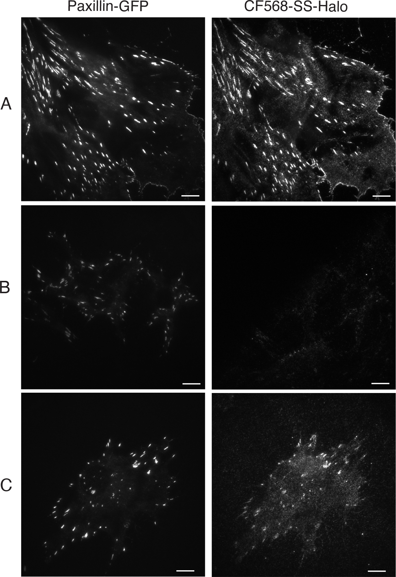 Figure 3: