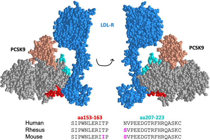 A virus-like particle-based bivalent PCSK9 vaccine lowers LDL ...