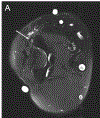 Figure 6 –