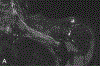 Figure 4 –
