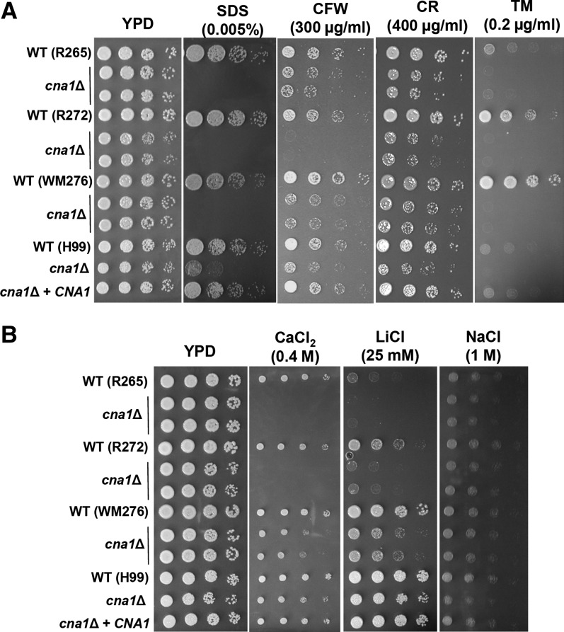 Figure 7 