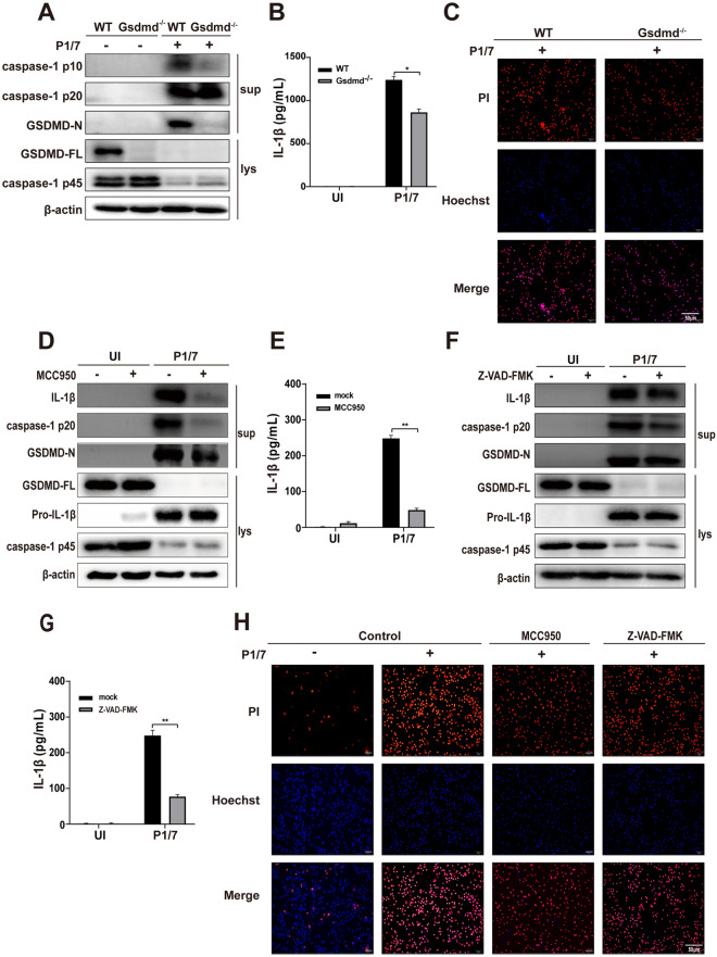 Figure 2