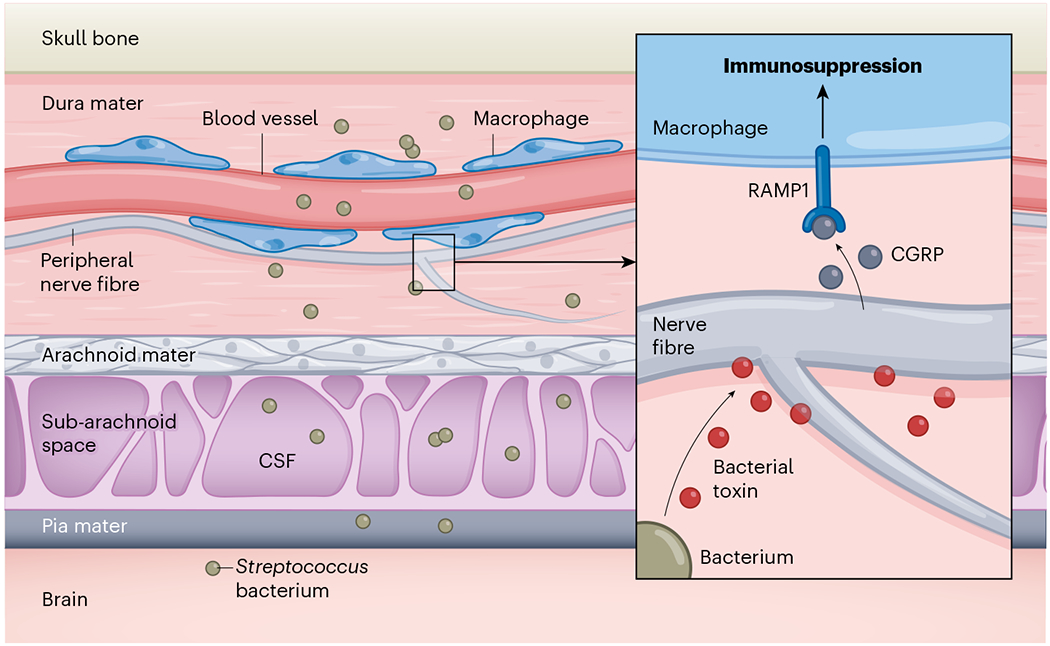 Figure 1 |