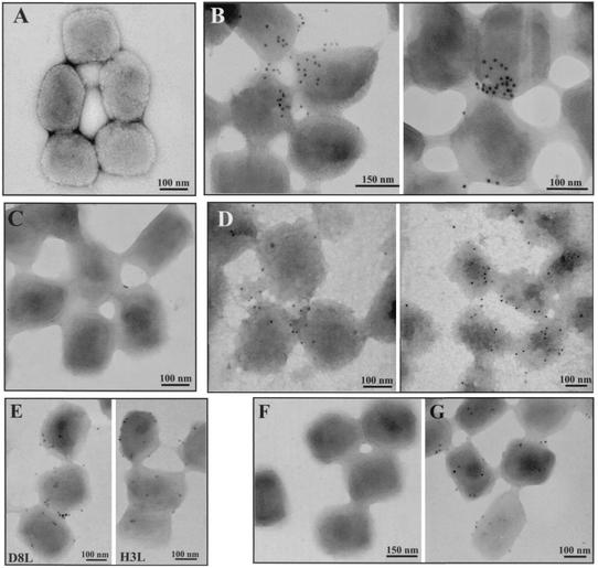 FIG. 11.