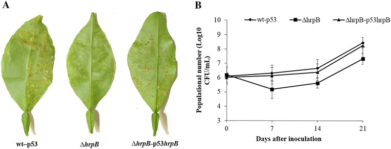 Fig. 5