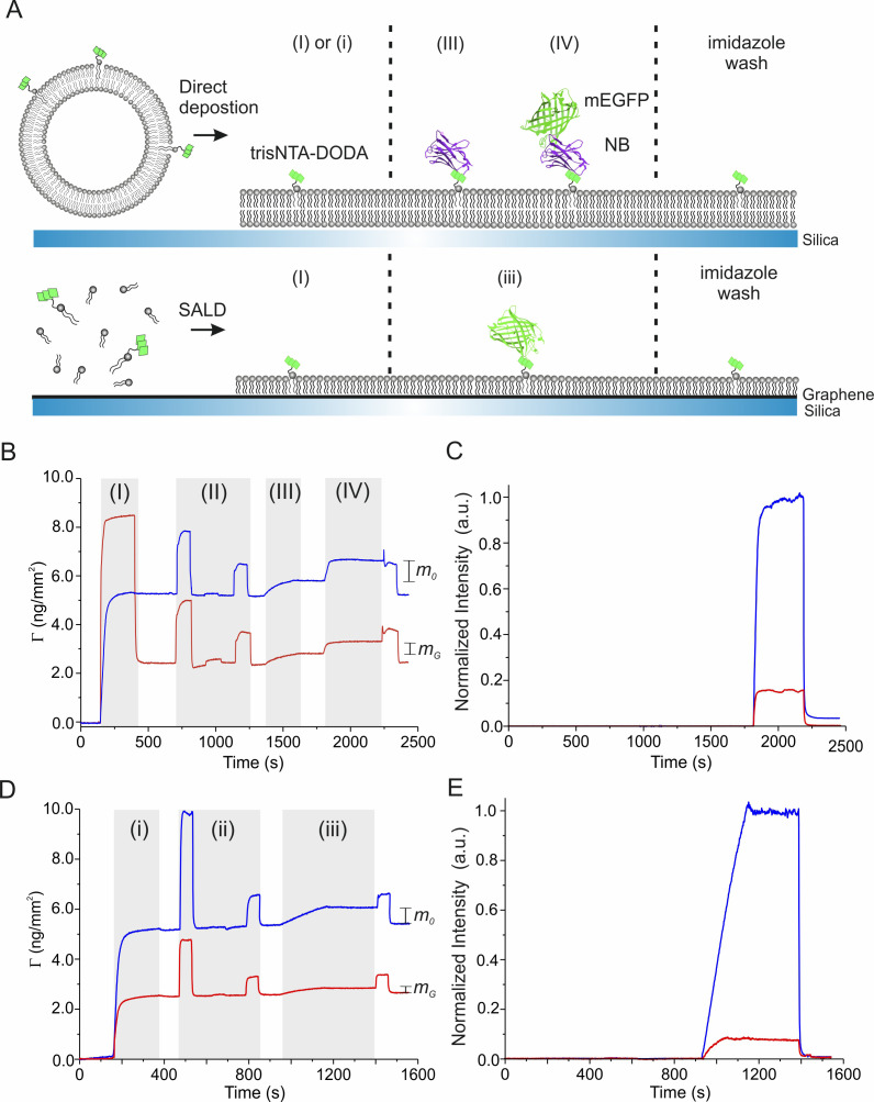 Figure 1—figure supplement 1.