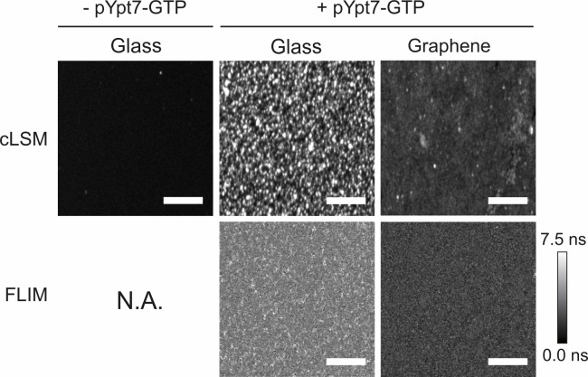 Figure 4—figure supplement 1.