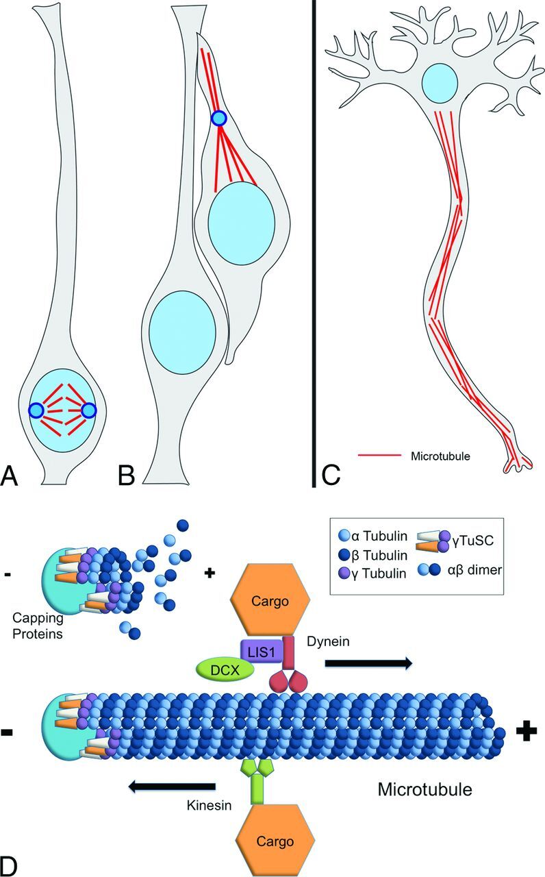 Fig 5.