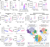 Figure 7. Higher UTX (Kdm6a) expression in female exhausted T cells is associated with sex-biased T-cell exhaustion status. A, mRNA expression level of Kdm6a in murine and human in vitro exhausted T cells measured by qPCR analysis. Relative expression levels normalized to exhausted T cells from one male are shown. Unpaired t test (*, P < 0.05). B, Expression of UTX (encoded by Kdm6a) in murine and human in vitro exhausted T cells measured by flow cytometry. A representative histogram of UTX expression in murine cells is shown. Data are combined from two independent experiments. Unpaired t test (*, P < 0.05; **, P < 0.01). gMFI, geometric mean fluorescence intensity. C, UTX expression in CD8+ T cells isolated from SB28-bearing male and female B6 mice on day 14 after tumor implantation. Two-way ANOVA with the Tukey multiple comparisons test (*, P < 0.05). TIL, tumor-infiltrating lymphocyte. D, UTX expression in CD8+ T cells from SB28-bearing mixed bone marrow chimera mice on day 14 after tumor implantation. Paired t test (*, P < 0.05; ***, P < 0.001). E, Male and female OT-I cells were treated with GSK-J4 at varying doses during in vitro induction of exhaustion (days 2–5), and expression level of IFNγ and exhaustion markers was measured by flow cytometry on day 5. Data are shown as mean ± SD (n = 6) and are represen­tative of two independent experiments. Two-way ANOVA with the Tukey multiple comparisons test (*, P < 0.05; **, P < 0.01; ***, P < 0.001). Veh, vehicle. F, Proposed model of sex-biased T-cell phenotype and functionality mediated by the XCI gene Kdm6a in patients with GBM.