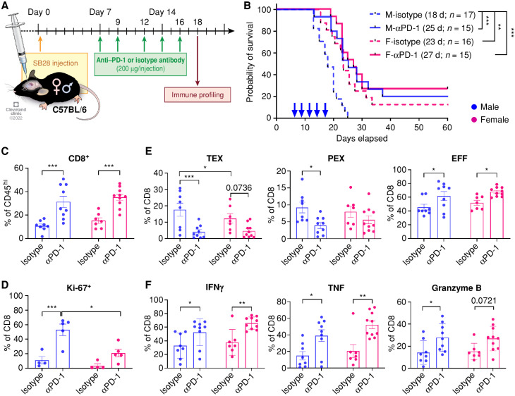 Figure 3. Males are more responsive to anti–PD-1 therapy. A, Schematics depicting treatment regimen for anti–PD-1 and immune profiling. B, Kaplan–Meier curves depicting survival of male and female SB28-bearing mice treated with anti–PD-1 or isotype antibodies (10 mg/kg) starting from day 7 after intracranial tumor implantation. Combined results from three independent experiments with log-rank test (**, P < 0.01; ***, P < 0.001). Median survival length and number of animals are indicated. d, days; F, female; M, male. C–F, Immunophenotyping was performed on tumor-infiltrating immune cells on day 18, 2 days after the last treatment. Data are combined from two independent experiments. n = 9–10 for the anti–PD-1 treatment group and n = 7–8 for the isotype antibody-treated group. C, Percentage of CD8+ T cells in CD45hi cells. D, Proliferation marker Ki-67 expression in CD8+ T cells. Data are shown as mean ± SD of n = 5/group from one of two independently repeated experiments. E, Frequency of exhausted T-cell subsets in CD8+ T cells: TEX, PEX, and EFF. F, Percentages of intracellular CD8+ T cells expressing IFNγ, TNF, and granzyme B. Two-way ANOVA with the Tukey multiple comparisons test was performed (*, P < 0.05; **, P < 0.01; ***, P < 0.001).