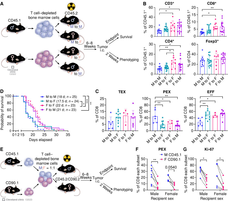 Figure 4. Immune cell–intrinsic and cell–extrinsic effect in GBM survival. A, A schematic of the generation of bone marrow chimera models. Immune profiling was performed from the tumor-bearing hemisphere on day 14 after tumor implantation (SB28, 10,000 cells/injection). i.c., intracranial. B, Frequency of T-cell subsets in CD45hi cells. Data are combined from four independent experiments. n = 8–18 per group. One-way ANOVA with the Tukey multiple comparisons test (*, P < 0.05; **, P < 0.01). C, Percentage of exhausted T-cell subsets in CD8+ T cells. Data are combined from three independent experiments. n = 4–11 per group. One-way ANOVA with Tukey multiple comparisons test (*, P < 0.05; **, P < 0.01). D, Kaplan–Meier curves depicting survival of bone marrow chimeras after intracranial injection of SB28 cells. Data are combined from three independent experiments. n = 23–25 per group. Statistical significance was determined by the log-rank test (*, P < 0.05; **, P < 0.01; ***, P < 0.001). d, days. E, Schematic showing the generation of mixed bone marrow chimera models. Immune profiling was performed from the tumor-bearing hemisphere on day 14 after tumor implantation (SB28, 10,000 cells/injection). F, Frequency of the PEX subset in male (CD45.1+) or female (CD90.1+) CD8+ T cells. Dotted line indicates cells from the same recipient. G, Ki-67 expression in male (CD45.1+) or female (CD90.1+) CD8+ T cells. Data are combined from two independent experiments. n = 6–7 per group. A paired t test was performed (*, P < 0.05; **, P < 0.01).