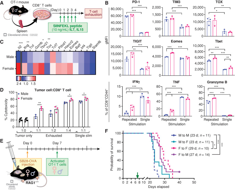 Figure 5. Cell-intrinsic regulation of sex differences in T-cell function. A, Schematics depicting in vitro generation of exhausted T cells. B, Exhaustion markers and cytokine expression were measured on day 5 by flow cytometry after polyclonal stimulation with a stimulation cocktail for 4 hours. Data are shown as mean ± SD (n = 3) and are representative of three independent experiments. Two-way ANOVA with Tukey multiple comparisons test (*, P < 0.05; **, P < 0.01; ***, P < 0.001). gMFI, geometric mean fluorescence intensity. C, qPCR analysis on exhausted T cells. Relative expression levels normalized to exhausted T cells from one male are shown (n = 4). An unpaired t test was performed. D, Male and female in vitro exhausted T cells were cultured with SB28-OVA cells for 24 hours, and viability of tumor cells was measured by flow cytometry. Multiple t test (*, P < 0.05; **, P < 0.01). E, A schematic depicting the adoptive transfer model. F, Kaplan–Meier curves depicting survival of male and female RAG1−/− mice bearing SB28-OVA tumor cells after adoptive transfer of OT-I cells. Data shown are combined from three independent experiments and n = 10–14 each group. Statistical significance was determined by the log-rank test (*, P < 0.05; ***, P < 0.001). d, days.