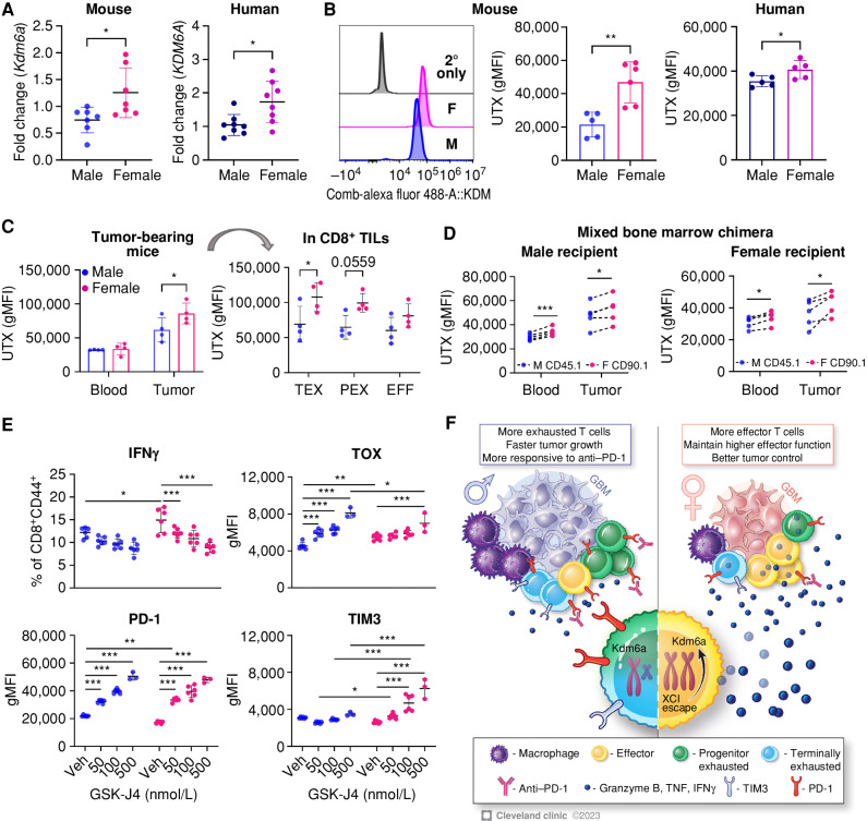 Figure 7. Higher UTX (Kdm6a) expression in female exhausted T cells is associated with sex-biased T-cell exhaustion status. A, mRNA expression level of Kdm6a in murine and human in vitro exhausted T cells measured by qPCR analysis. Relative expression levels normalized to exhausted T cells from one male are shown. Unpaired t test (*, P < 0.05). B, Expression of UTX (encoded by Kdm6a) in murine and human in vitro exhausted T cells measured by flow cytometry. A representative histogram of UTX expression in murine cells is shown. Data are combined from two independent experiments. Unpaired t test (*, P < 0.05; **, P < 0.01). gMFI, geometric mean fluorescence intensity. C, UTX expression in CD8+ T cells isolated from SB28-bearing male and female B6 mice on day 14 after tumor implantation. Two-way ANOVA with the Tukey multiple comparisons test (*, P < 0.05). TIL, tumor-infiltrating lymphocyte. D, UTX expression in CD8+ T cells from SB28-bearing mixed bone marrow chimera mice on day 14 after tumor implantation. Paired t test (*, P < 0.05; ***, P < 0.001). E, Male and female OT-I cells were treated with GSK-J4 at varying doses during in vitro induction of exhaustion (days 2–5), and expression level of IFNγ and exhaustion markers was measured by flow cytometry on day 5. Data are shown as mean ± SD (n = 6) and are represen­tative of two independent experiments. Two-way ANOVA with the Tukey multiple comparisons test (*, P < 0.05; **, P < 0.01; ***, P < 0.001). Veh, vehicle. F, Proposed model of sex-biased T-cell phenotype and functionality mediated by the XCI gene Kdm6a in patients with GBM.