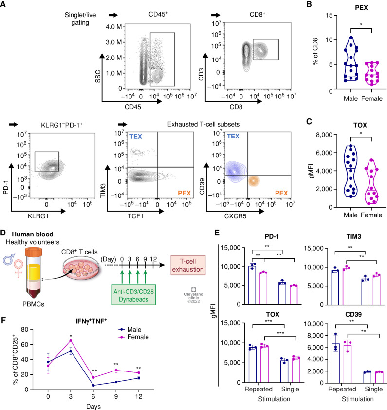 Figure 6. Sex differences in exhausted T cells in GBM patients. A, A gating strategy for exhausted T-cell subsets from GBM patient tumors. B and C, Frequency of PEX (CD8+KLRG1−PD-1+CXCR5−TCF1+TIM3−; B) and TOX expression (C) in CD8+ T cells from tumors of male (n = 18) and female (n = 14) patients with isocitrate dehydrogenase (IDH) wild-type GBM tumors. Unpaired t test (*, P < 0.05). gMFI, geometric mean fluorescence intensity. D, In vitro induction of exhaustion in human CD8+ T cells. E, Exhaustion marker expression in CD8+ T cells on day 12 after stimulation. Two-way ANOVA with Tukey multiple comparisons test (**, P < 0.01; ***, P < 0.001). gMFI, geometric mean fluorescence intensity. F, Intracellular expression of IFNγ+TNF+ in CD8+ T cells during repeated stimulation. Multiple unpaired t test was performed (*, P < 0.05; **, P < 0.01). Data are shown as mean ± SD (n = 3) and are representative of two independent experiments.