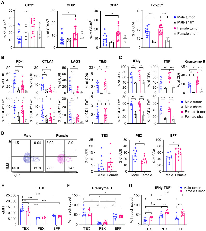 Figure 2. More male CD8+ T cells are functionally exhausted and skewed toward a progenitor exhausted T-cell phenotype. Tumor-infiltrating T cells were analyzed on day 15 after implantation of SB28 tumor cells. A, Frequency of T-cell subsets in CD45hi immune cells. Data are combined from two independent experiments. n = 11–12 for the SB28-injected group and n = 4 for the sham-injected group. B, Inhibitory receptor expression in CD8+ and CD4+Foxp3− effector T cells (Teff). Data are combined from two independent experiments. n = 10–12 for the SB28-injected group and n = 4 for the sham-injected group. C, Intracellular cytokine expression in CD8+ and CD4+Foxp3− effector T cells was measured after ex vivo stimulation. Data are combined from two independent experiments. n = 7–10 for the SB28-injected group and n = 3 for the sham-injected group. D, Exhausted T-cell subsets in CD8+ T cells: TEX (CD8+CD44+PD-1+TCF1−TIM3+), PEX (CD8+CD44+PD-1+TCF1+TIM3−), and EFF (CD8+CD44+TCF1−TIM3−). Data are combined from two independent experiments. n = 9–10 for the SB28-injected group and n = 4 for the sham-injected group. E, TOX expression in each CD8+ T-cell subset. gMFI, geometric mean fluorescence intensity. Intracellular expression of granzyme B (F) and IFNγ+TNF+ (G) in each CD8+ T-cell subset after ex vivo stimulation. Data are combined from two independent experiments. n = 5–7 for SB28-injected group. Two-way ANOVA with the Tukey multiple comparisons test (A–C and E–G) or unpaired Student t test (D) was performed (*, P < 0.05; **, P < 0.01; ***, P < 0.001).