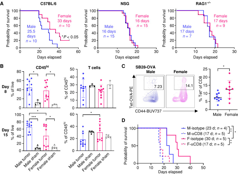 Figure 1. T cells drive sex differences in GBM survival. A, Survival analysis was performed after intracranial injection of the mouse GBM cell line SB28 in immunocompetent B6 mice (15,000 cells/injection) and immune-deficient NSG (10,000 cells/injection) and RAG1−/− mice (15,000 cells/injection). Median survival days and number of animals are indicated in the graph. Data combined from two to three independent experiments. Statistical significance was determined by log-rank test, considering P < 0.05 to be significant. B, Frequency of CD45hi immune cells and CD3+ T cells from the tumor-bearing left hemisphere of SB28-injected mice or the left hemisphere of the sham-injected group on days 8 and 15. Data are shown as mean ± SD from two independent experiments. n = 10 for SB28-bearing mice and n = 3–5 for sham-injected mice. One-way ANOVA with the Tukey multiple comparisons test was performed to determine statistical significance (*, P < 0.05; ***, P < 0.001). C, Frequency of OVA-specific CD8+ T cells was measured using tetramer (Tet) antibody from the tumor-bearing left hemisphere of SB28-OVA (25,000 cells/mouse)–injected B6 wild-type mice on day 14 after tumor implantation. Data are shown as mean ± SD from two independent experiments. n = 9–10/group. *, P < 0.05 was determined by an unpaired t test. D, Kaplan–Meier curves depicting survival of SB28-bearing male and female mice treated with anti-CD8–depleting antibody. Log-rank test was performed to determine statistical significance (*, P < 0.05; **, P < 0.01). d, days; F, female; M, male.