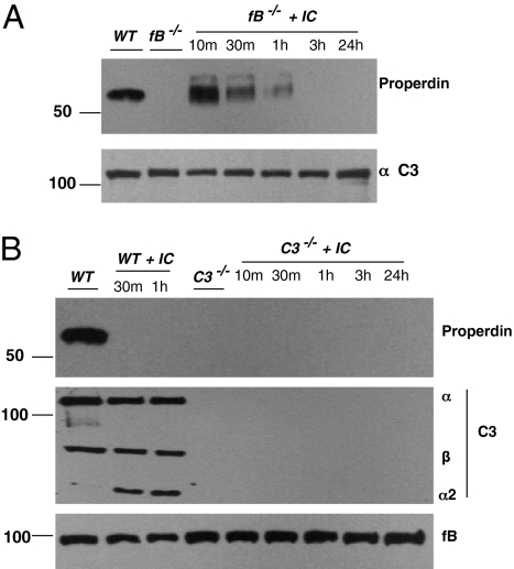 Fig. 5.