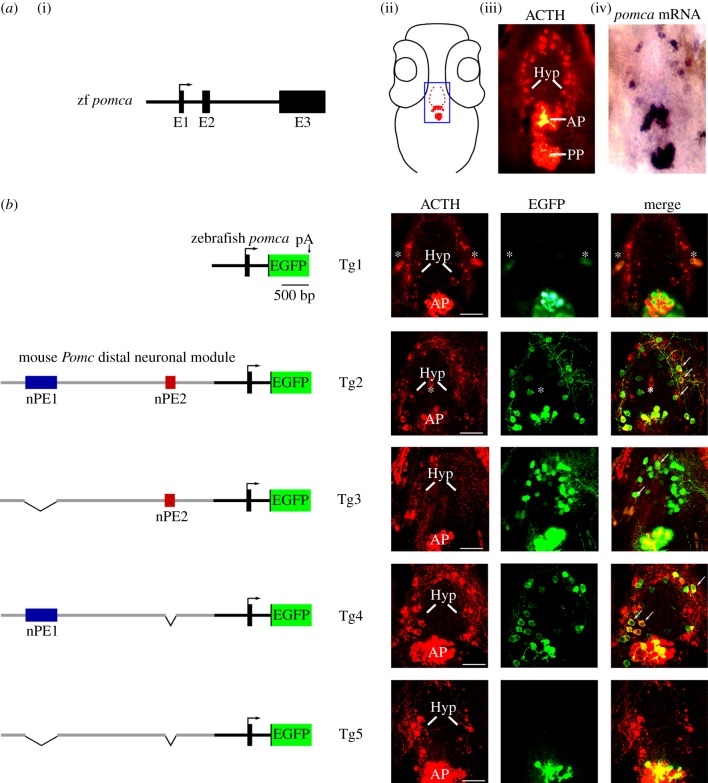 Figure 2.