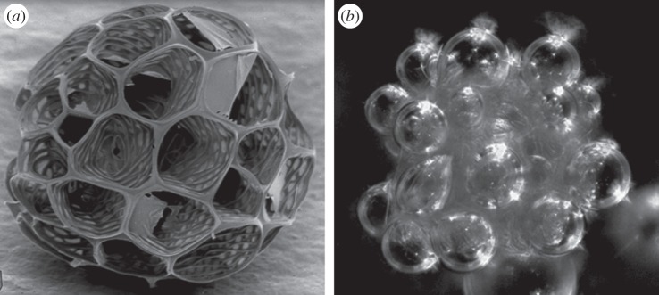 Figure 24.
