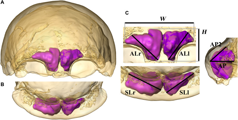 Fig. 2.