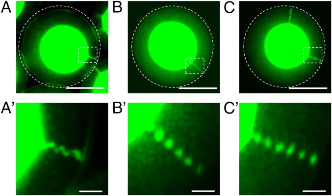 Fig. 2.