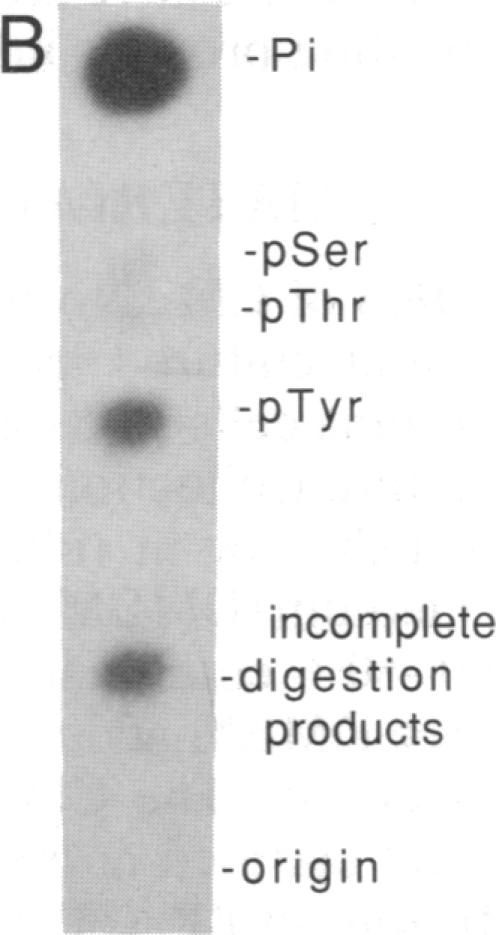 graphic file with name pnas00288-0172-a.jpg