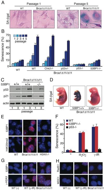 A selective requirement for 53BP1 in the biological response to genomic ...