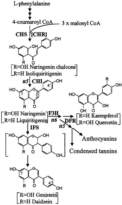 Fig 1.