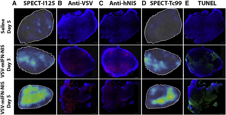 Figure 3