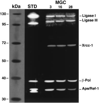 FIG. 5.