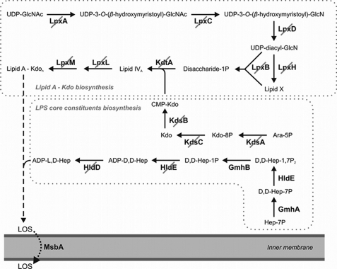 FIGURE 1.