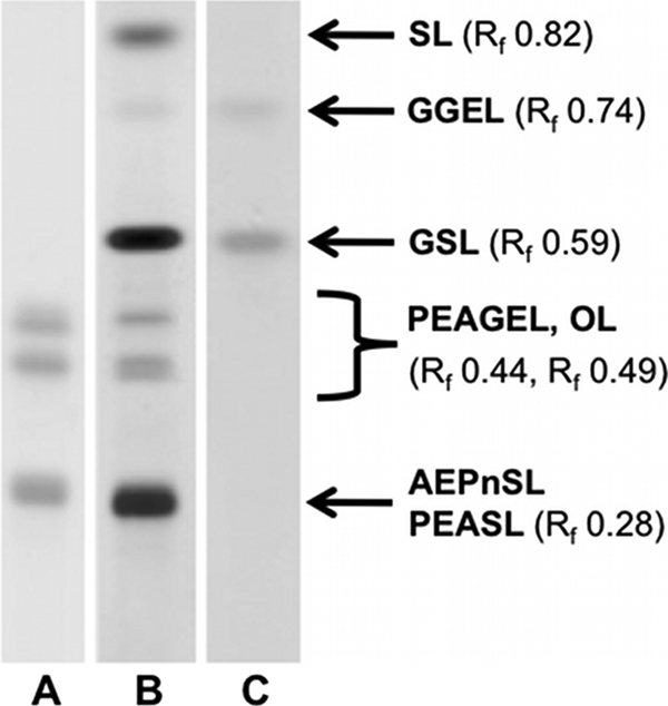 FIGURE 3.