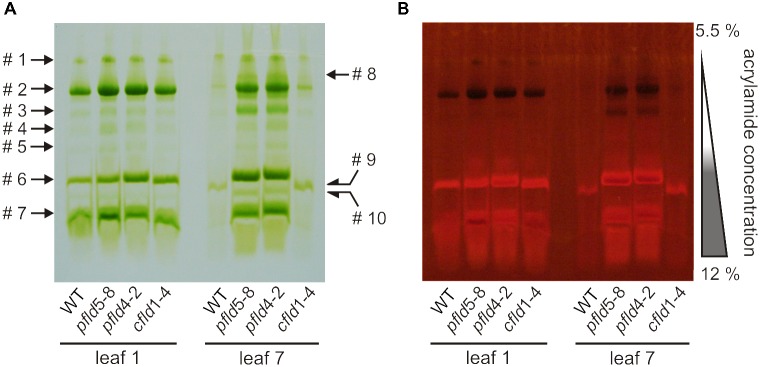 FIGURE 6