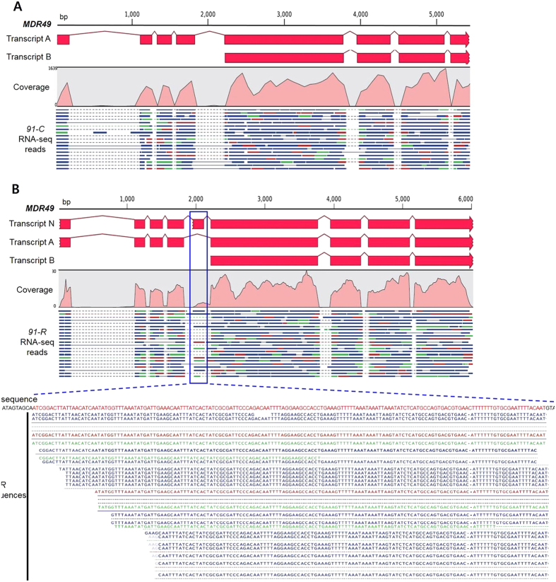 Figure 4