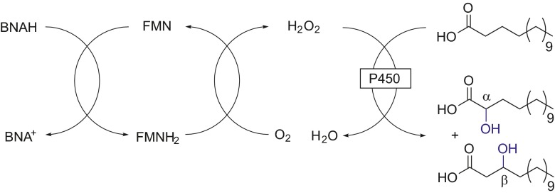 Scheme 8