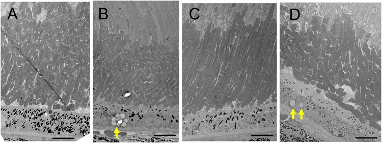 Fig 6