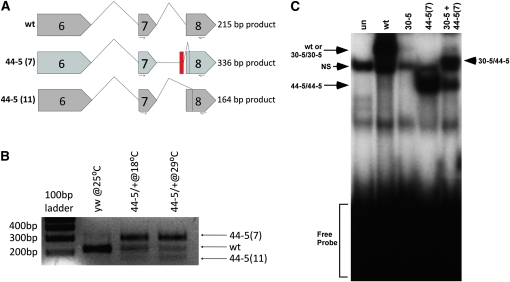 Figure 5.—