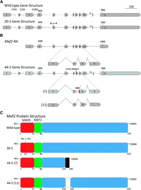 Figure 2.—