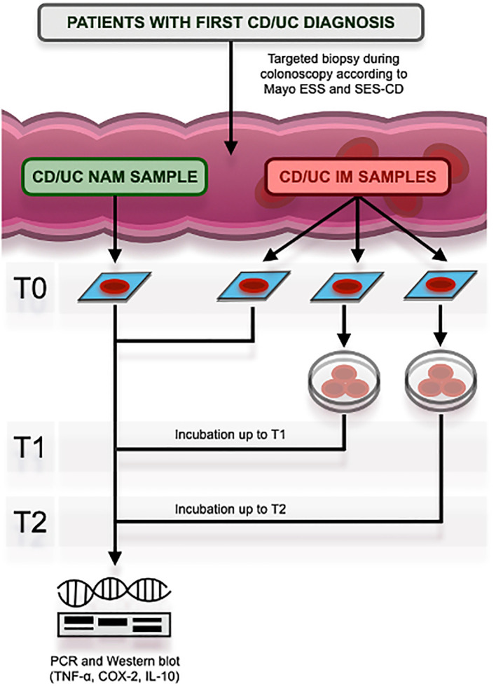 Figure 1