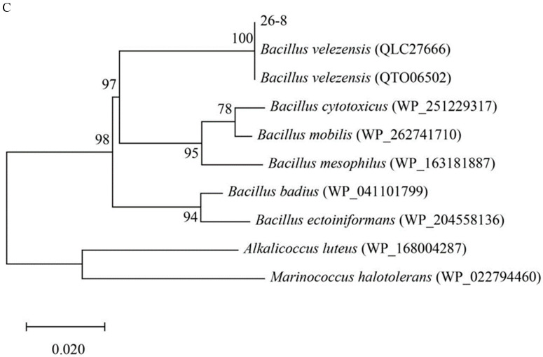 Figure 4