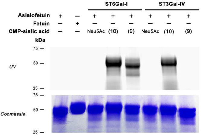 Figure 4.