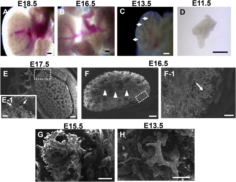 Fig. 1